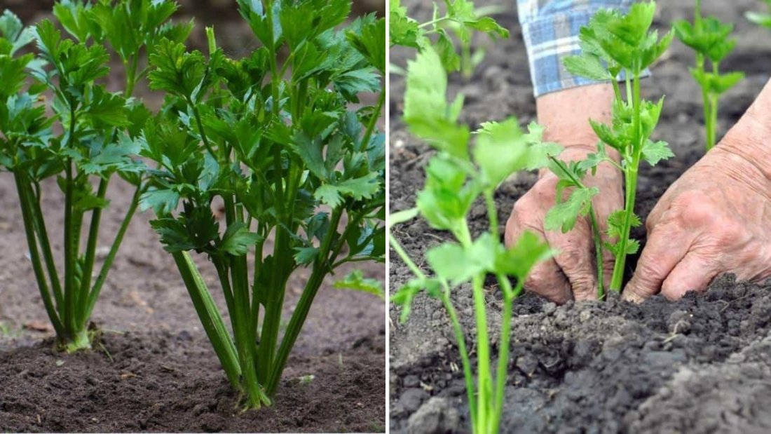 Celery Sticks The Ultimate American Snack for Healthy Living and Fresh Flavor