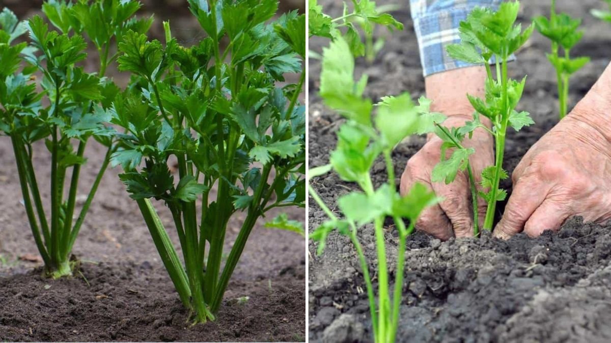 Celery Sticks The Ultimate American Snack for Healthy Living and Fresh Flavor