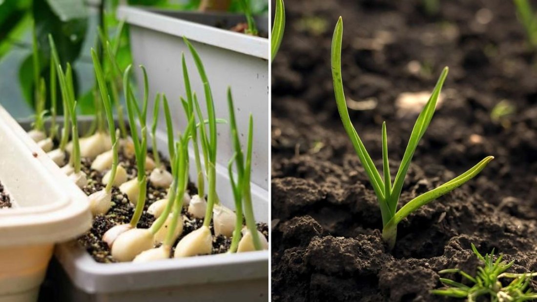 Garlic Greens America’s Next Superfood for Flavor, Freshness, and Full-Body Wellness