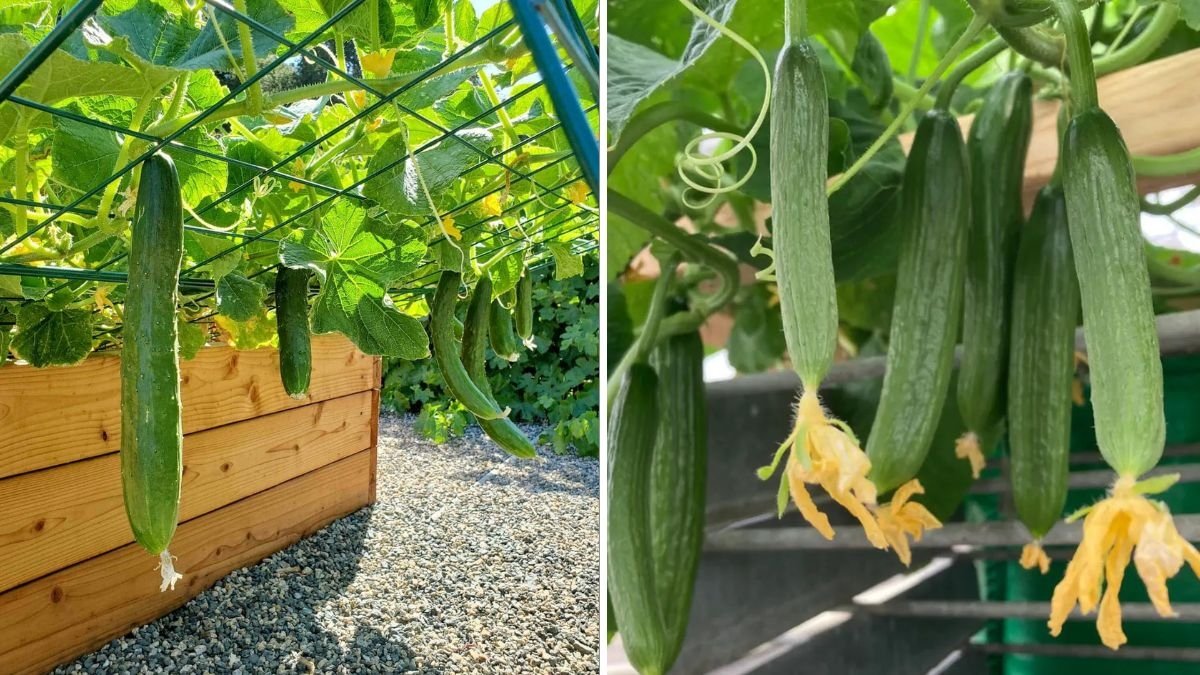 The Ultimate Guide to Growing Crisp, Juicy Cucumbers Tips for a Thriving American Garden