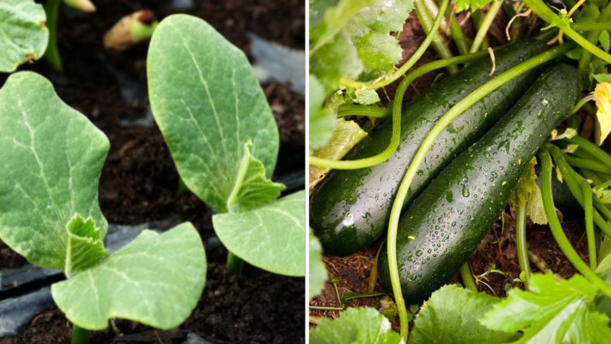 The Ultimate Guide to Growing Zucchini Tips for a Productive and Flavorful American Garden