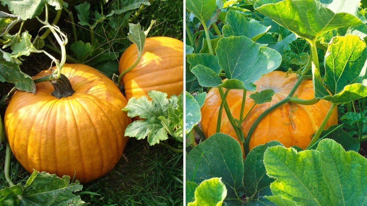 How to Grow Pumpkins Like a Pro A Complete Guide for a Thriving American Garden