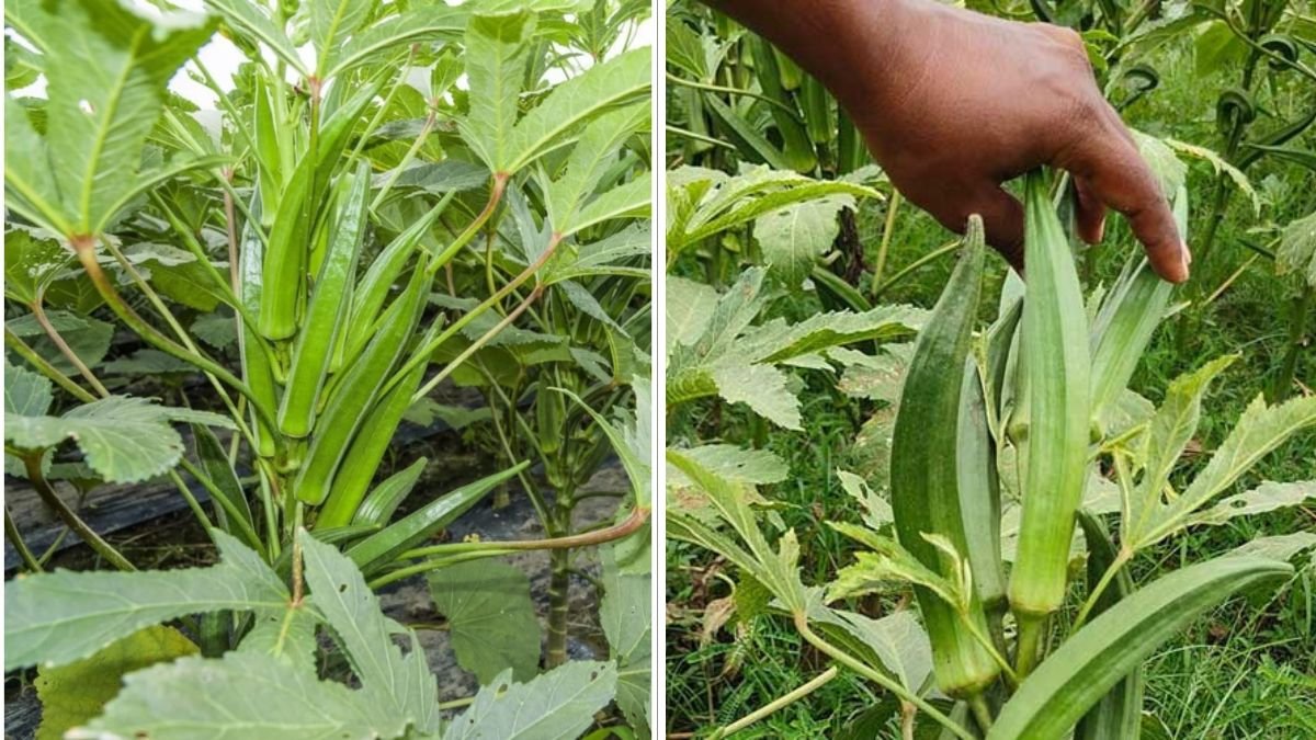 The Ultimate Guide to Growing Okra Tips for a Thriving American Garden