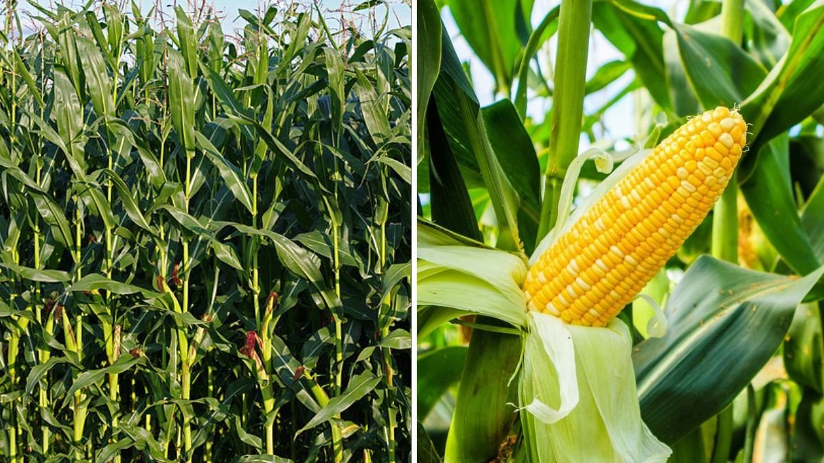 The Ultimate Guide to Growing Corn Tips for a Thriving American Garden