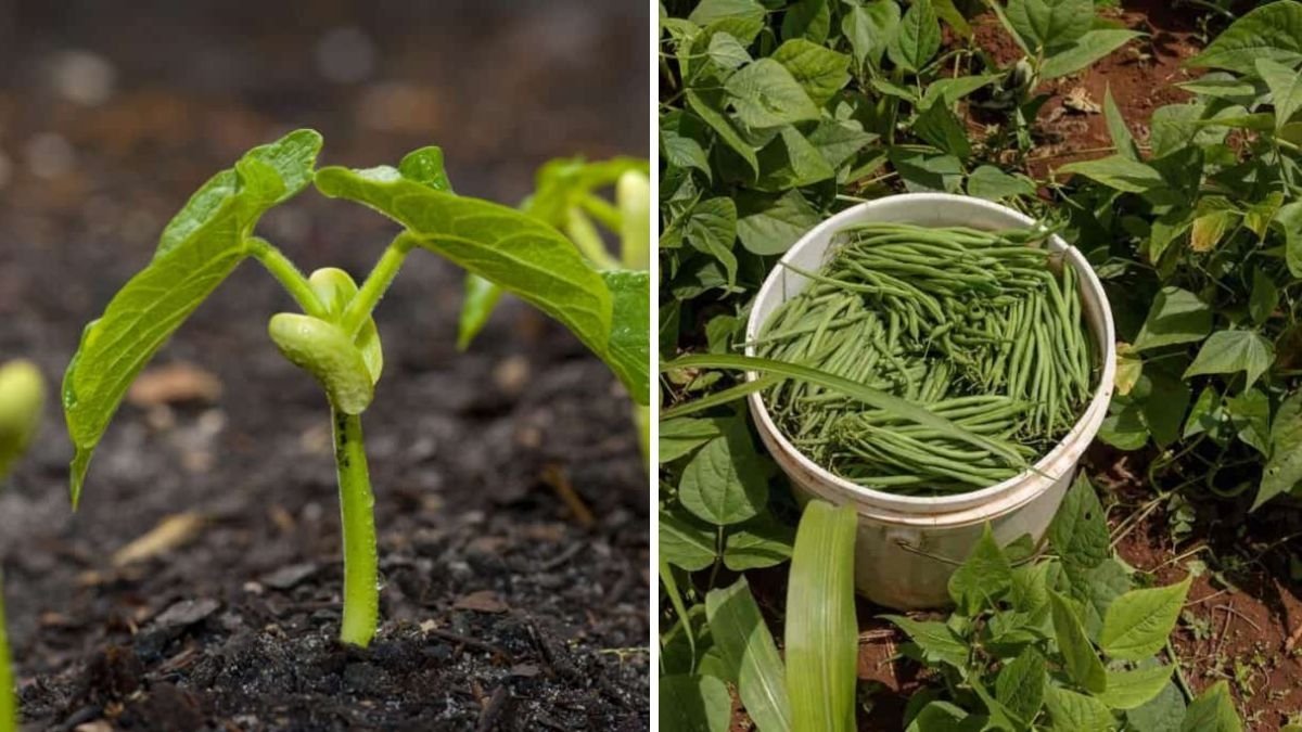 The Ultimate Guide to Beans Nutrition, Benefits, and Delicious Ways to Add Them to Your American Diet