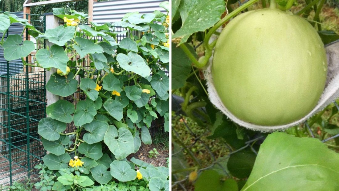 The Ultimate Guide to Melons Health Benefits, Types, and Delicious Ways to Enjoy America’s Favorite Summer Fruit