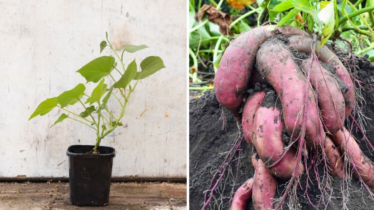 The Ultimate Guide to Sweet Potatoes Nutrition, Benefits, and Delicious American Recipes You’ll Love