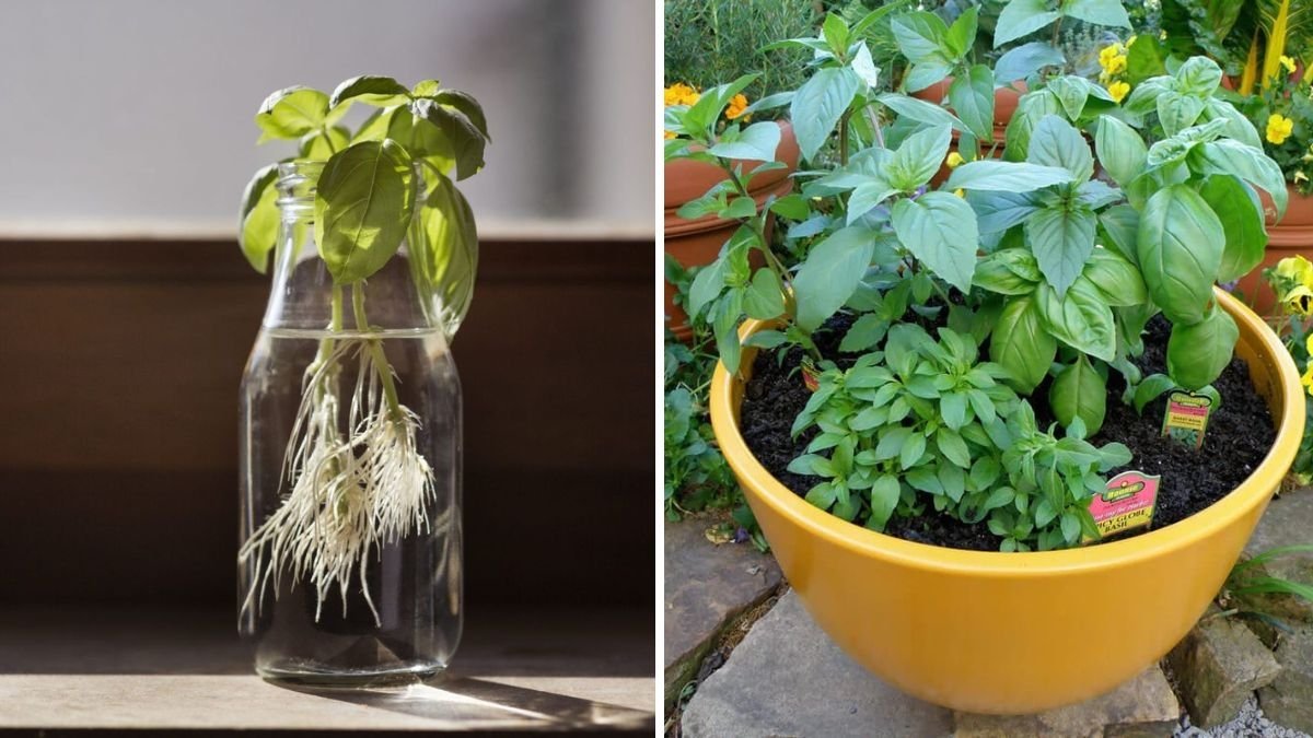 The Ultimate Guide to Basil America’s Favorite Herb for Flavor, Health, and Home Gardening