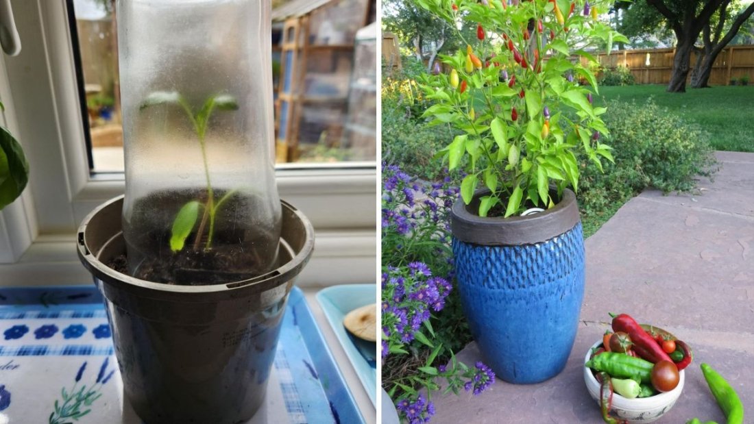 The Fiery Flavor of America A Complete Guide to Chillies, Their Types, Health Benefits, and Spicy Recipes You’ll Love