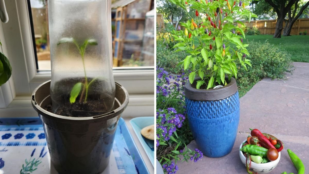 The Fiery Flavor of America A Complete Guide to Chillies, Their Types, Health Benefits, and Spicy Recipes You’ll Love